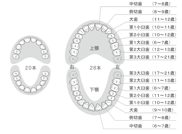 歯の本数、名前